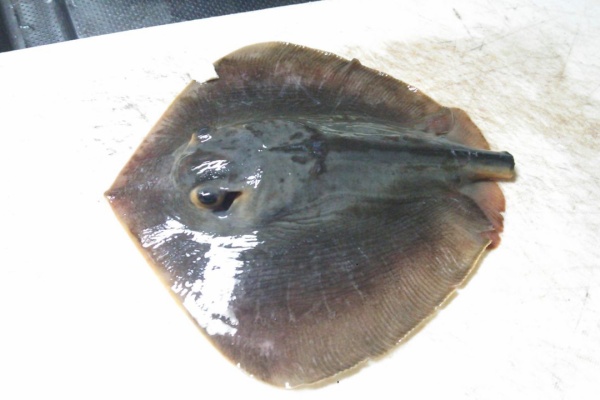 釣りライフ ルアー