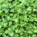 島むんしか勝たん！