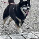 おばあワン(14歳=人間だと80歳超え)になっても、亀岡運動公園で爆走するアラレ=3