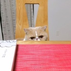 ”猫おでん”あり〼。