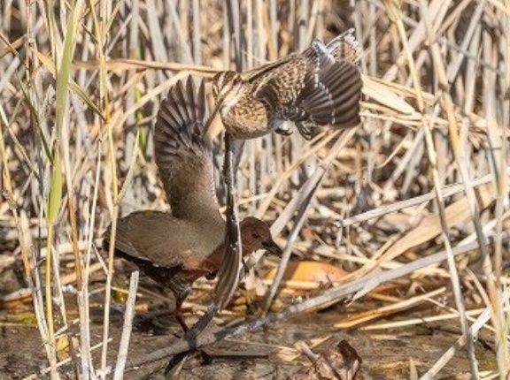 2026年1月17日の野鳥公園