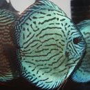 DISCUSディスカスならAquaDreamsアクアドリームス！