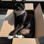 ハワイネコ ブログ