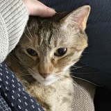 猫の悪夢