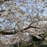 『3年生の皆さん、ご卒業おめでとうございます』の画像