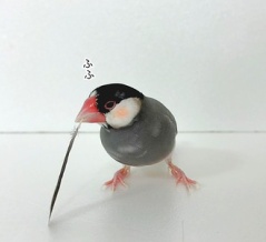 これはぼくの羽…のはず