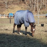 『牝馬とセン馬』の画像