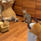 プチいざこざ兄弟
