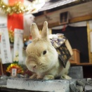 1月26日のグルーミングフォト