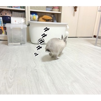 うさぎのルリ(2/16追記)