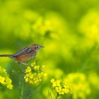 『投稿：冬の野鳥5態　2025/02/03』の画像