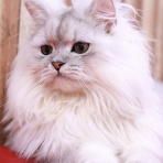 猫カフェ ねこまんまBlog