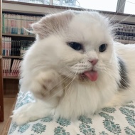 おいしいゲリラのおしらせ