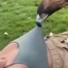 ◆【動画】スケベ鳥、おっぱいを見たくて頑張るwww