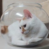 『お気に入りの金魚鉢』の画像