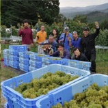 『南三陸産ぶどう使用初の商品化「MINAMISANRIKU CHARDONNAY 2020」発売中』の画像