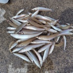 あつじぃーの投げ釣り一筋