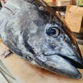 明日は朝市でーす！目玉はマグロの中落ちですよ😃