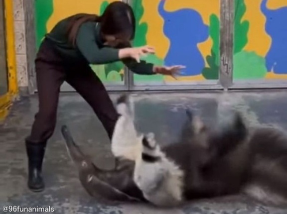 「アリクイって人間と遊ぶと、こんな動物だったんだ…」犬みたいにじゃれ付く