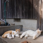 猫写真家・沖 昌之のブログ　野良ねこちゃんねる。　