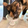 キャリコちゃん3歳になりました