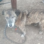 犬とぶどう園