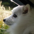 猫の手犬の手