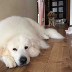 サマジニのいる生活Samajini Diary