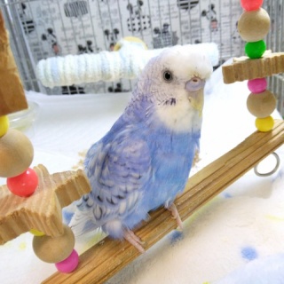 PBFDそらちゃんと☆あむしろインコ日記☆