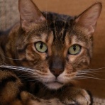 猫カフェ ねこまんまBlog
