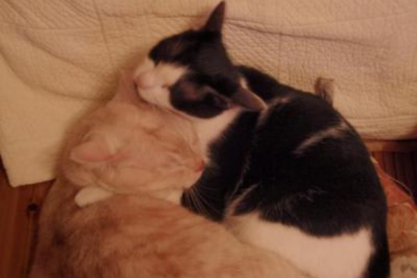 ねこ 猫 ネコ好きは とまらニャィッ♪