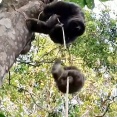 ナマケモノも木から落ちた我が子を引き上げるときは…意外と動きが速い（動画）