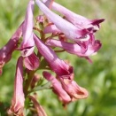 ムラサキケマン