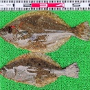 2026年2月6日　釣果