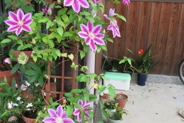 ミセスケイの薔薇コラム ドクターラッペル