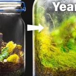 『7年間密閉されていたテラリウムのガラス瓶の中はこんな感じ』の画像