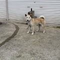 おぼない犬舎の若犬紅ちゃん