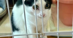 姉の家の5匹の猫となごにゃん