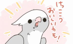 インコの悪玉菌対策に