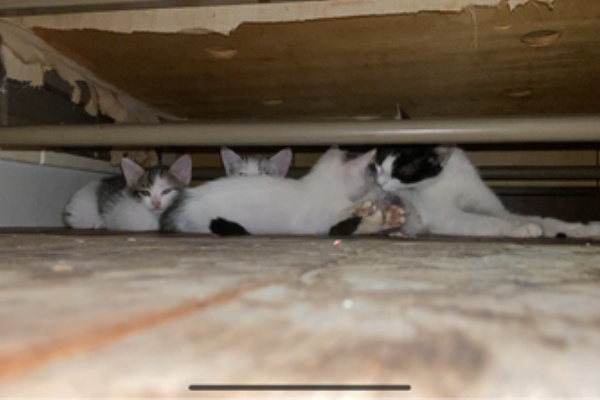 保護猫しろくろ親子の里親募集 - 赤ちゃん猫