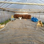 エゴマ・ベンガルの風にのって