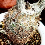 東京農業大学バイオリウムへ⑪(2025年10月)