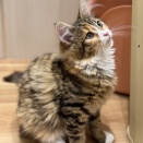 341658 ノルウェージャンフォレストキャット