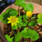  花好きおばあさんの　園芸ボランティア日記