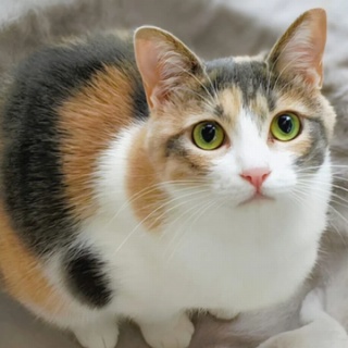 万葉歳時記 一日一葉