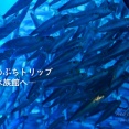 オトナのぷちトリップ ─夜の水族館へ─