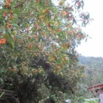 有機無農薬栽培茶　国友農園