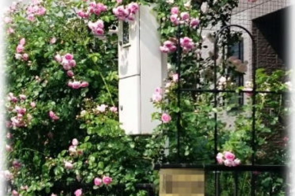 薔薇徒然 ジャスミーナ