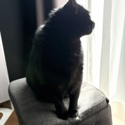 【猫写真】アゴ置きはあったほうがいい