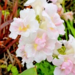 龍雛札記～千葉山貴公・たけのこブログ～